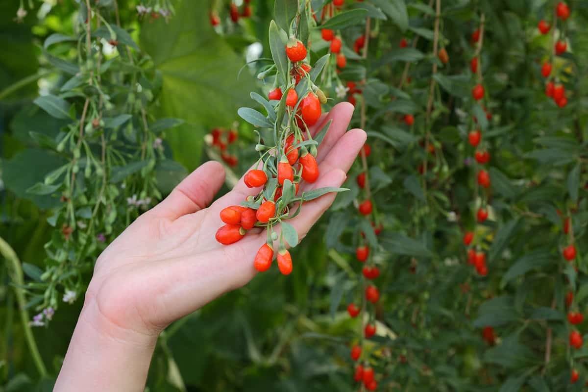 Goji berries that have been dried are frequently used as a smoothie component, topping or snack