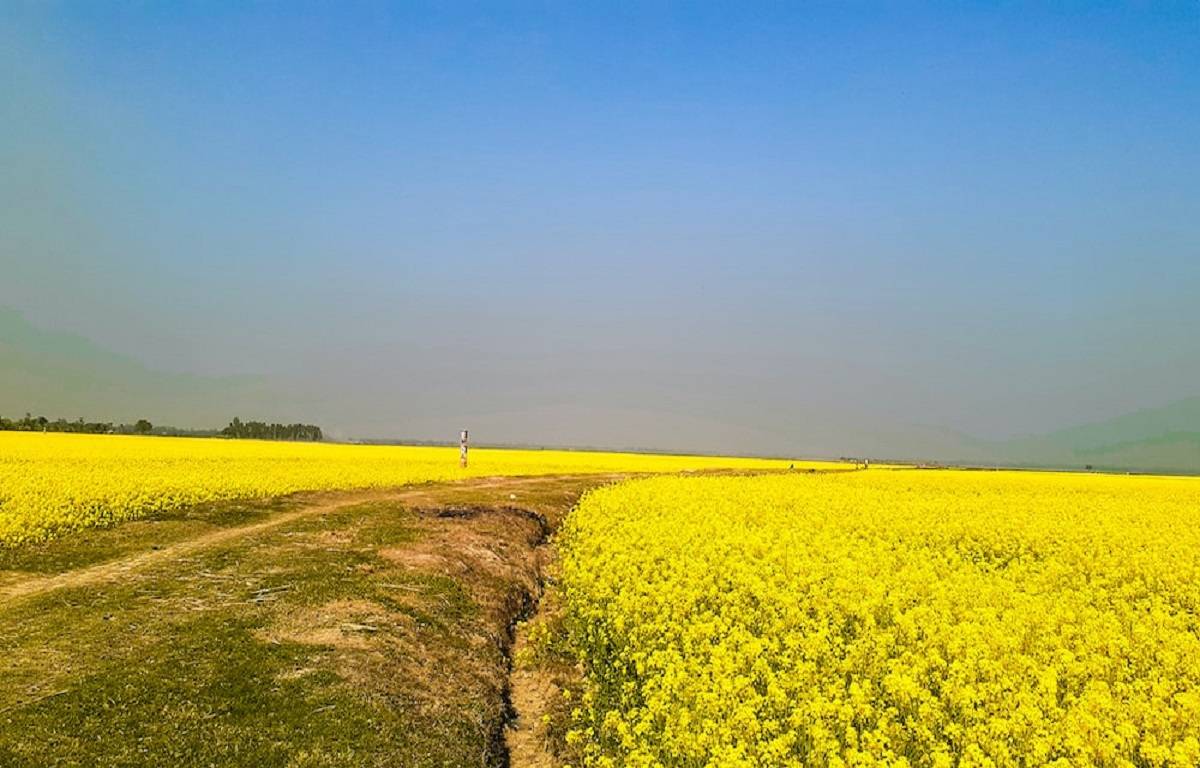 Concerned citizens have demanded that the Centre should ban the GM Mustard crop which has been recently approved.