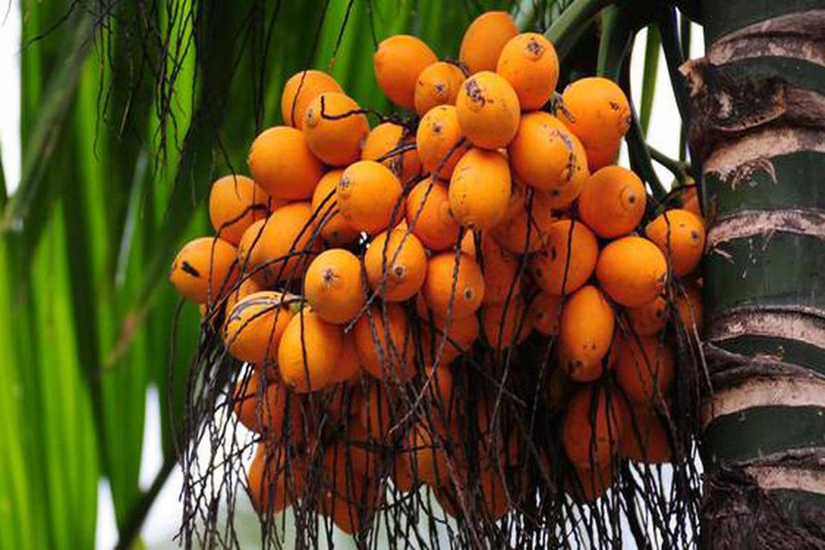 The minister advised coconut and arecanut producers to plant oil palm as a companion crop since there is a market for palm oil
