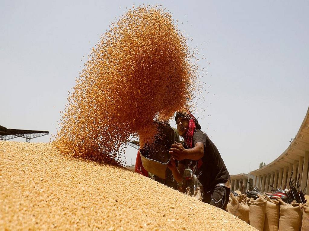 India to Continue Ban on Wheat Exports and Increase Procurement Operations for Food Security