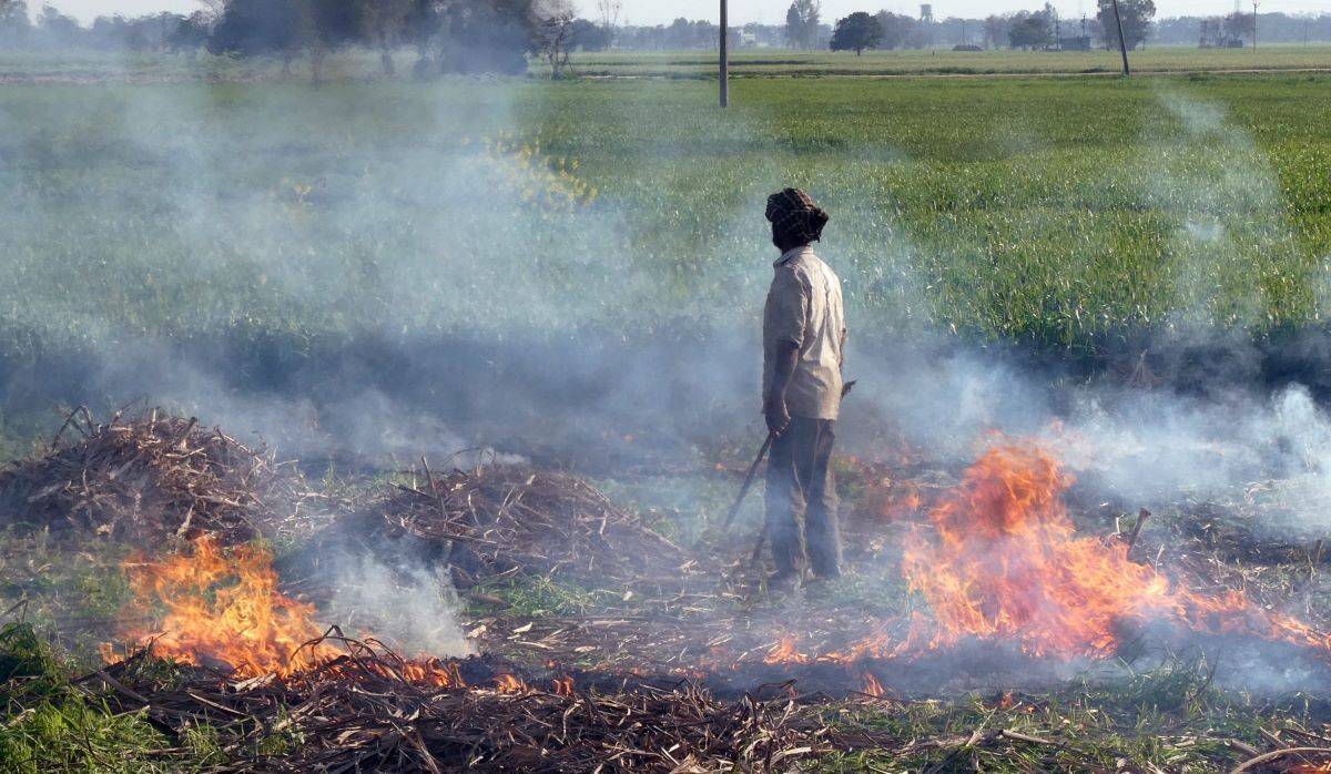 Burning frequently lowers the soil's potential for nitrogen and carbon and destroys the soil's beneficial microflora and fauna.