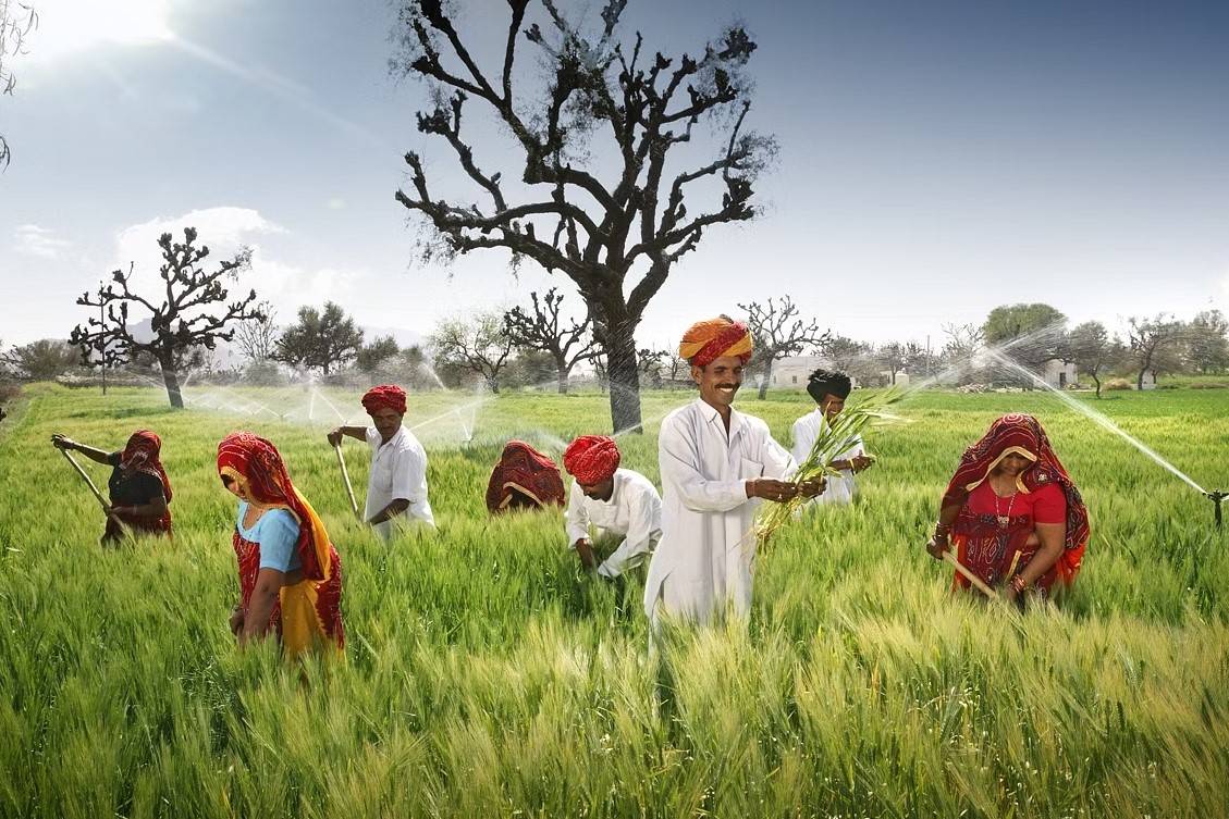 Farming group. Сельское хозяйство Индии. Раджастхан сельское хозяйство. Indian Farmer. Раджастхани-Пагари.