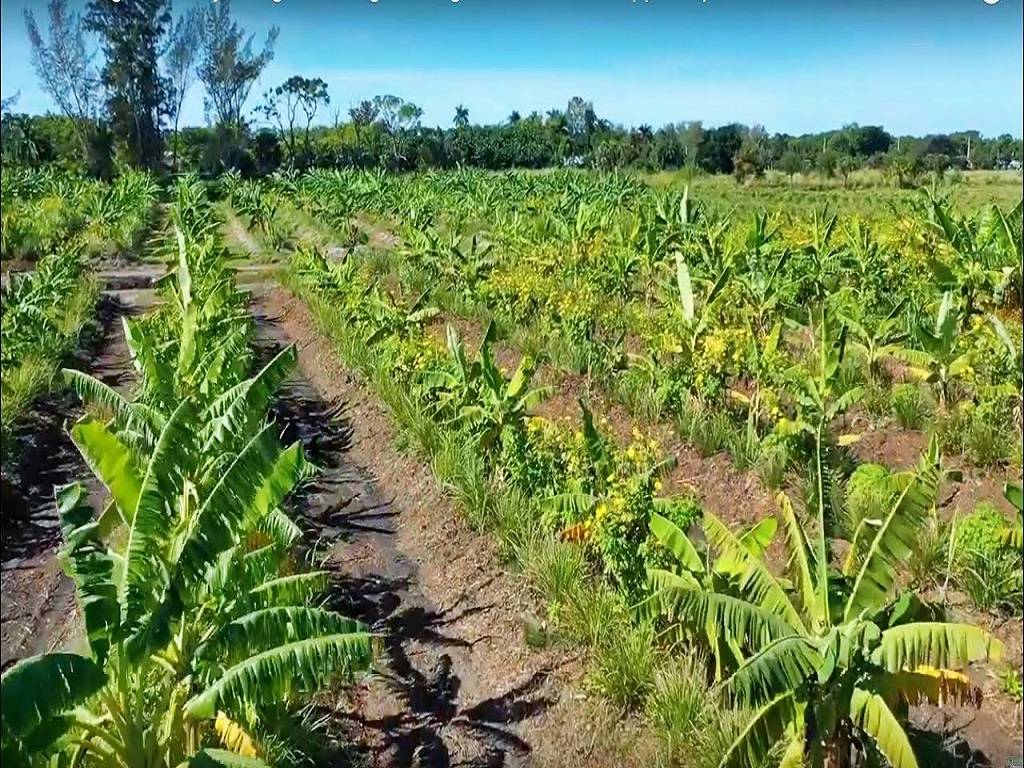 More than 50 farmers in a district in India have adopted a new cultivation method that combines mango, mosambi, and banana crops