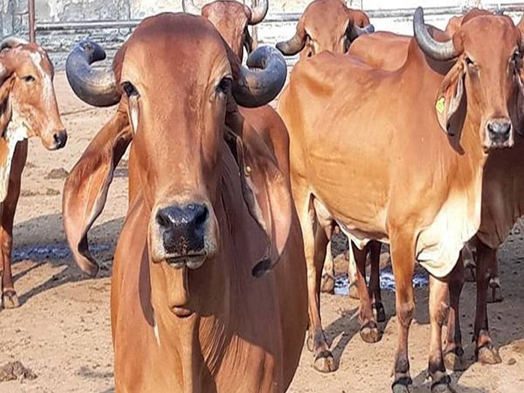 Kerala Animal Husbandry Department Announces Compensation for Farmers  Affected by Lumpy Skin Disease