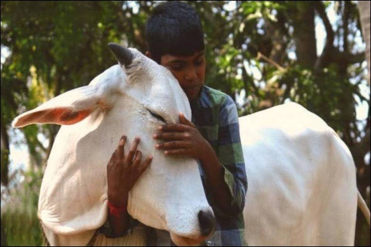 In the West, cow hugging has become a popular wellness trend today and India is just discovering it.