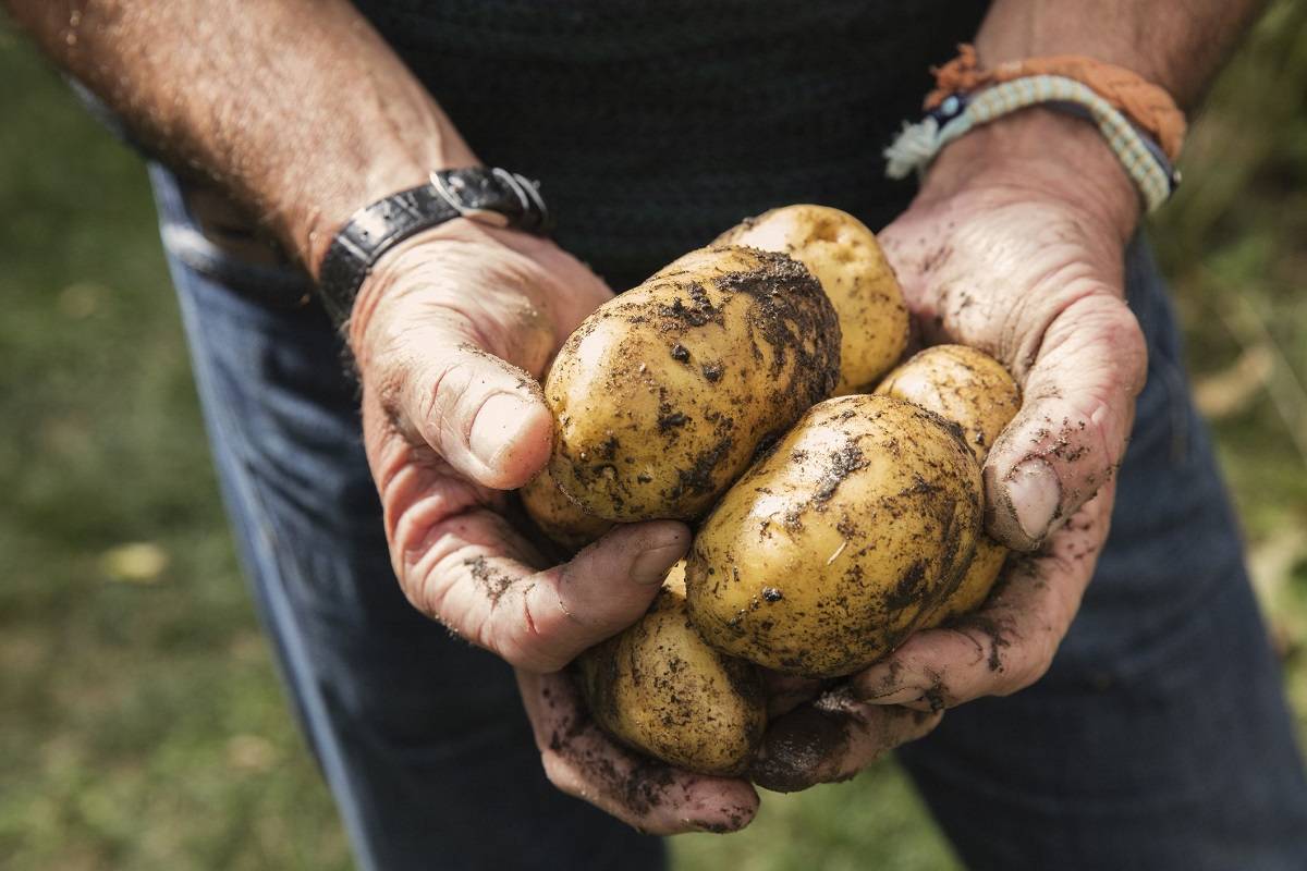 There are more than 4,000 distinct potato varieties that are often marketed worldwide