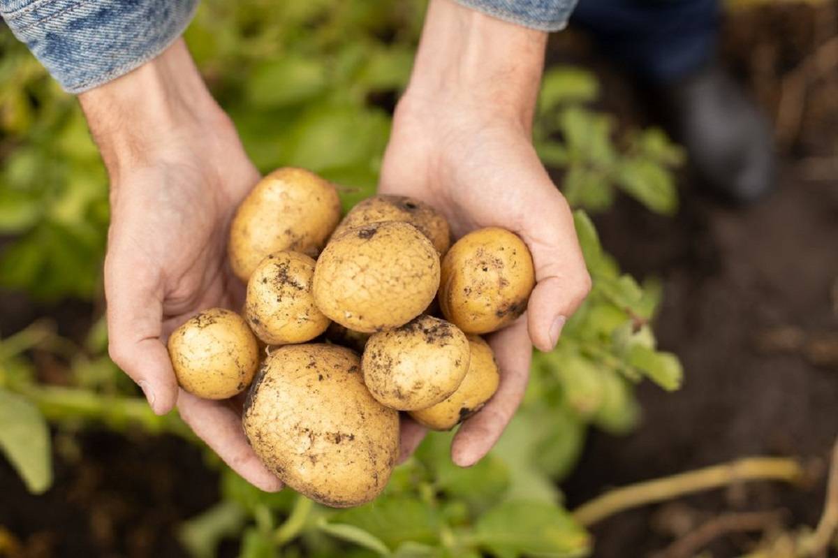 Top 7 Types of Potato to Grow in Your Home Garden