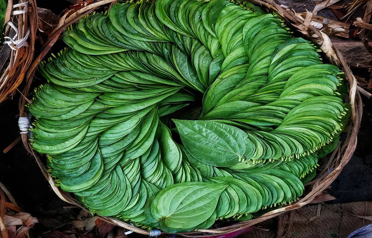 A few nations utilize betel leaves to make medication, while the majority use them to make paan or mouthwash.