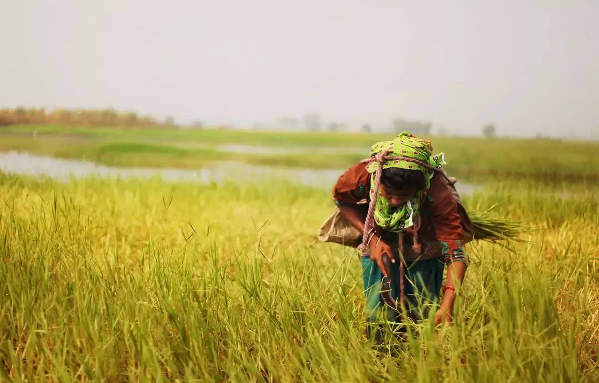 Parijat Industries, which has distribution centres in Mali, Togo, Burkina Faso, and Tanzania, has sent teams of agronomists to engage with local farmers, providing them with information and guidance so they may boost their yields