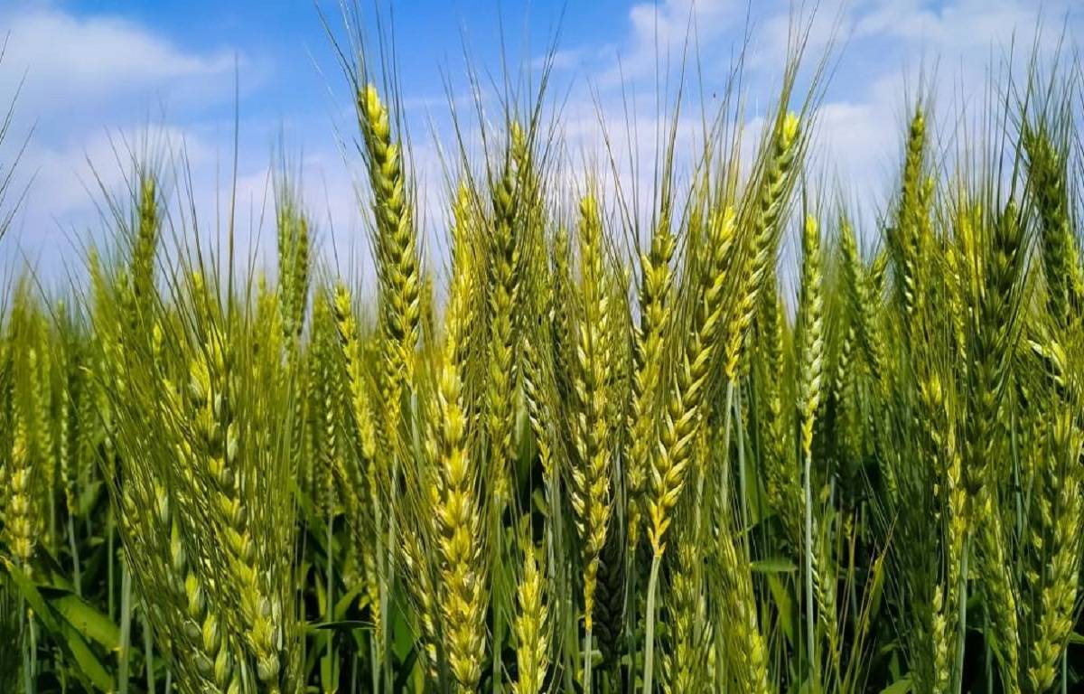 Food Corporation of India (FCI) has sold twenty five percent of the wheat offered for sale during the second round of e-auction, held on February 15.