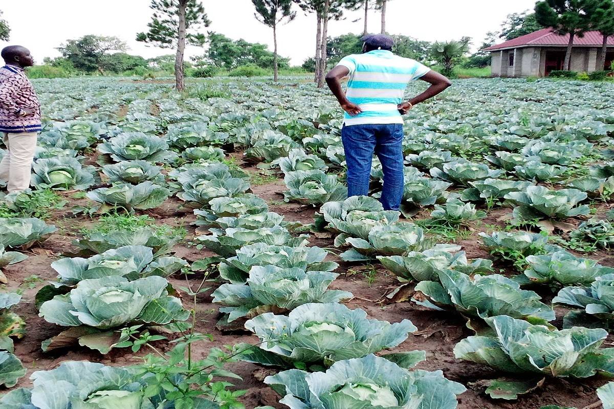 The price of cabbage has plummeted to Rs. 1 per kilogram in the wholesale market