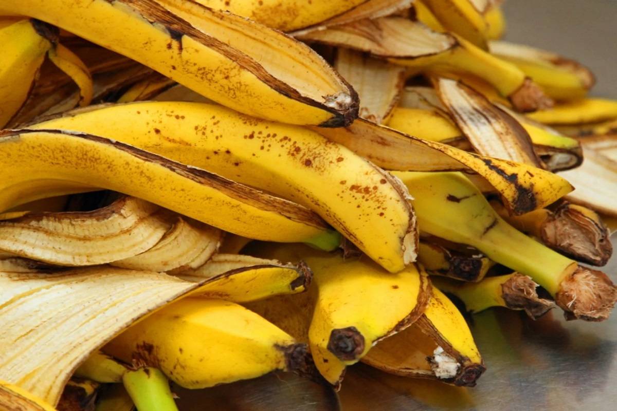 Studies indicate that banana peels exhibit anti-bacterial, anti-microbial, and antioxidant properties.