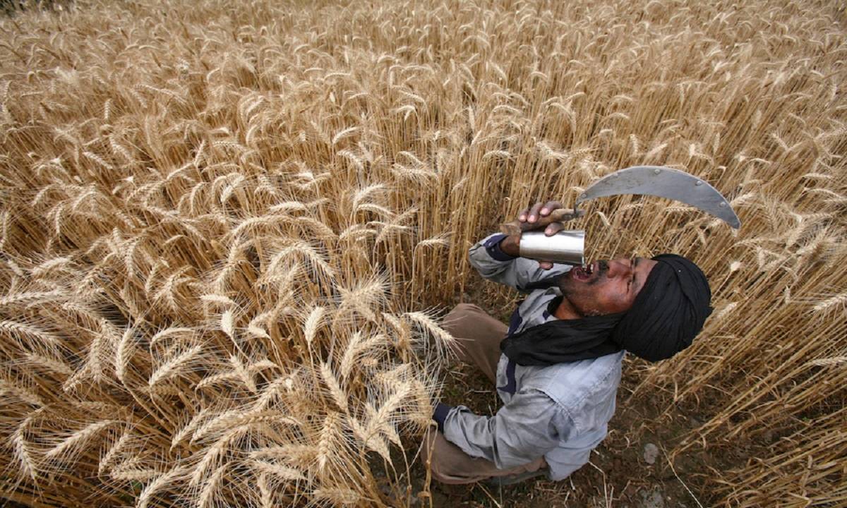 The advisory suggested the farmers to use light irrigation and sprinkle potassium on the wheat plant in case of a sudden spike in temperature