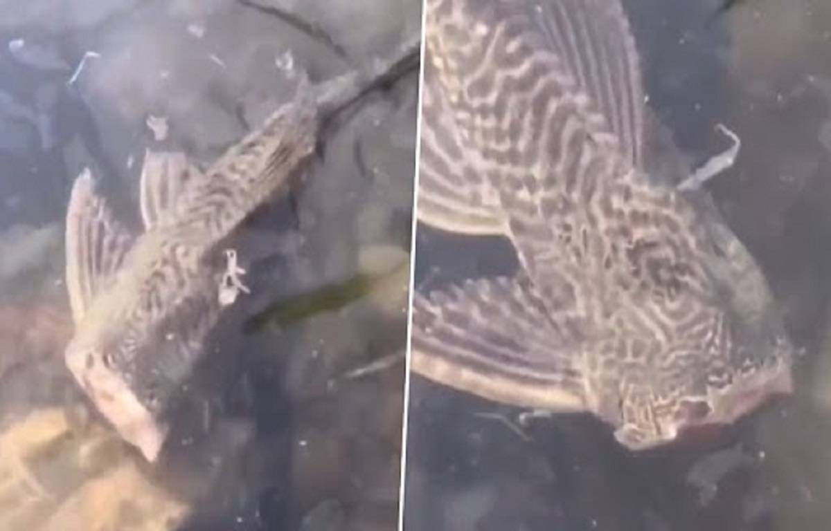 The video was uploaded by Twitter user @OTerrifying with the caption, “Fish swimming with no head.”