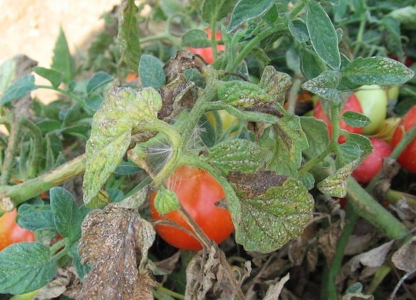 Spiders can be Used to Protect Tomatoes & Potatoes From Invasive Pests Research