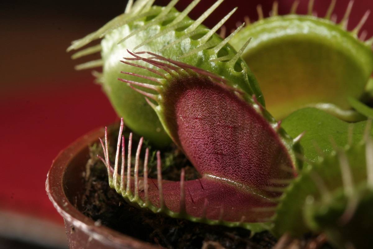 Venus Flytrap plant thrives in a humid environment with proper ventilation.