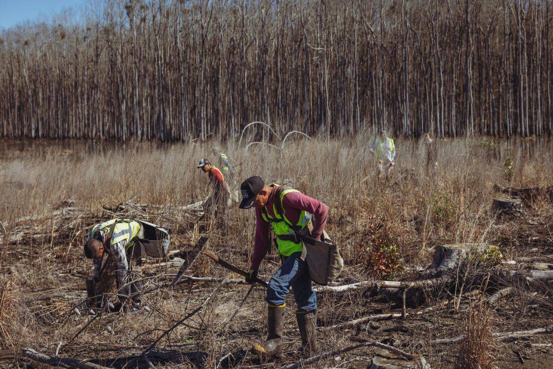 While photosynthesis has a significant impact on the Earth, it is far from perfect as a chemical process (Pic Credit-New York Times)