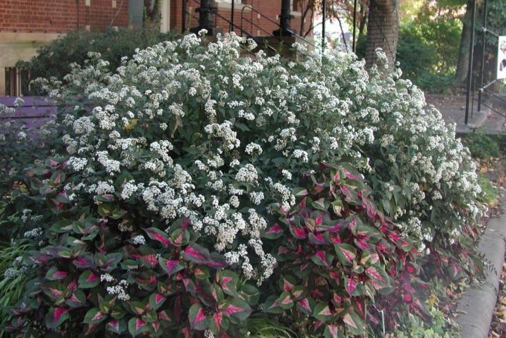 White Snakeroot