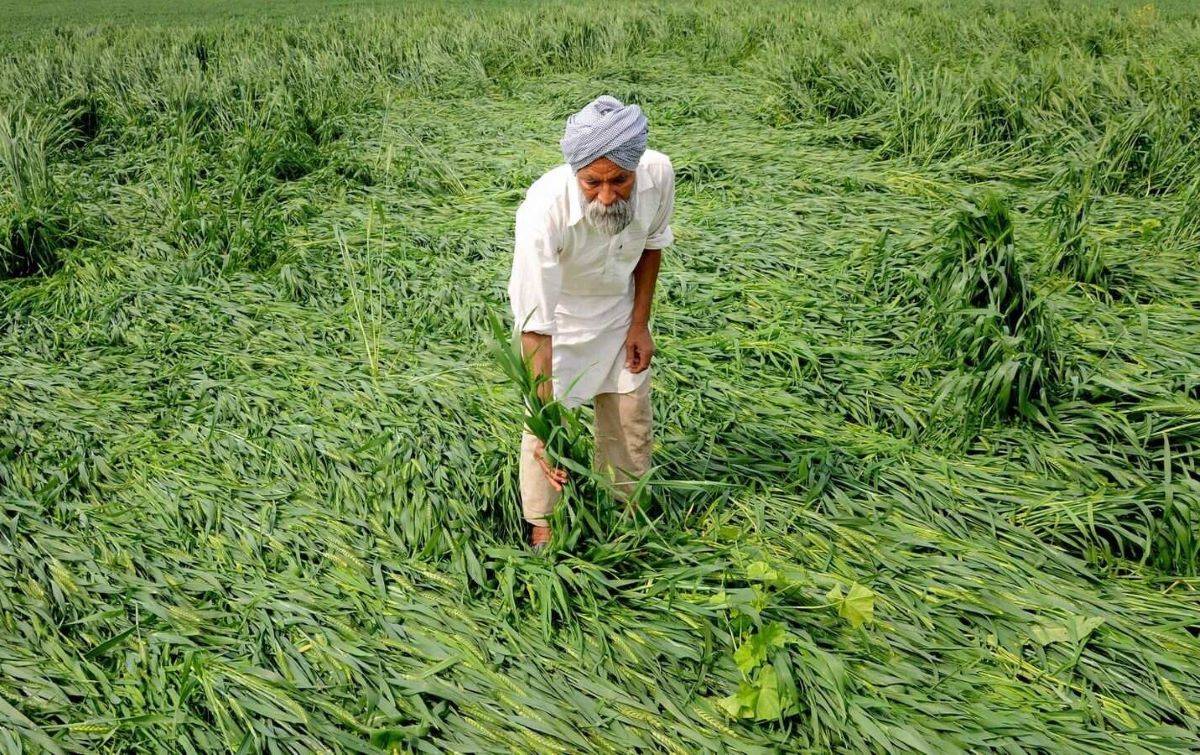 Wheat yield fell by 15% due to a sudden rise in temperature during crop maturation