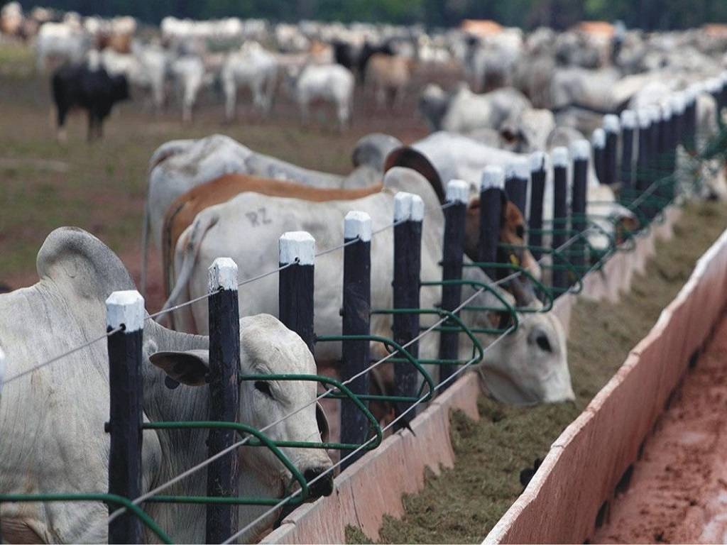 India's National Digital Livestock Mission to Expand to All States in April, Bringing Unique Identification Number to All Animals