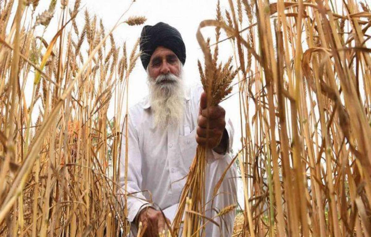 Wheat is maturing faster than usual and Punjab farmers are having a tough time as a result of it
