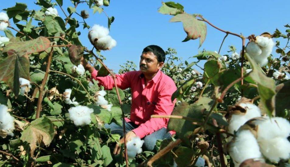 Consumption of cotton is expected to fall due to decreased use in India, Indonesia, and Vietnam