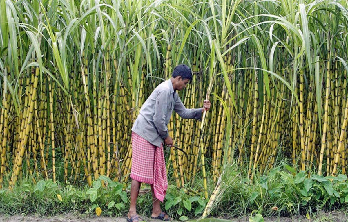 The cultivation of sugarcane is an expensive one, requiring an input of Rs. 15,000 per acre