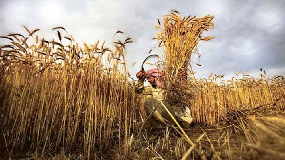 Committee will be led by India's agriculture commissioner, and it will include representatives from the country's key wheat-growing states