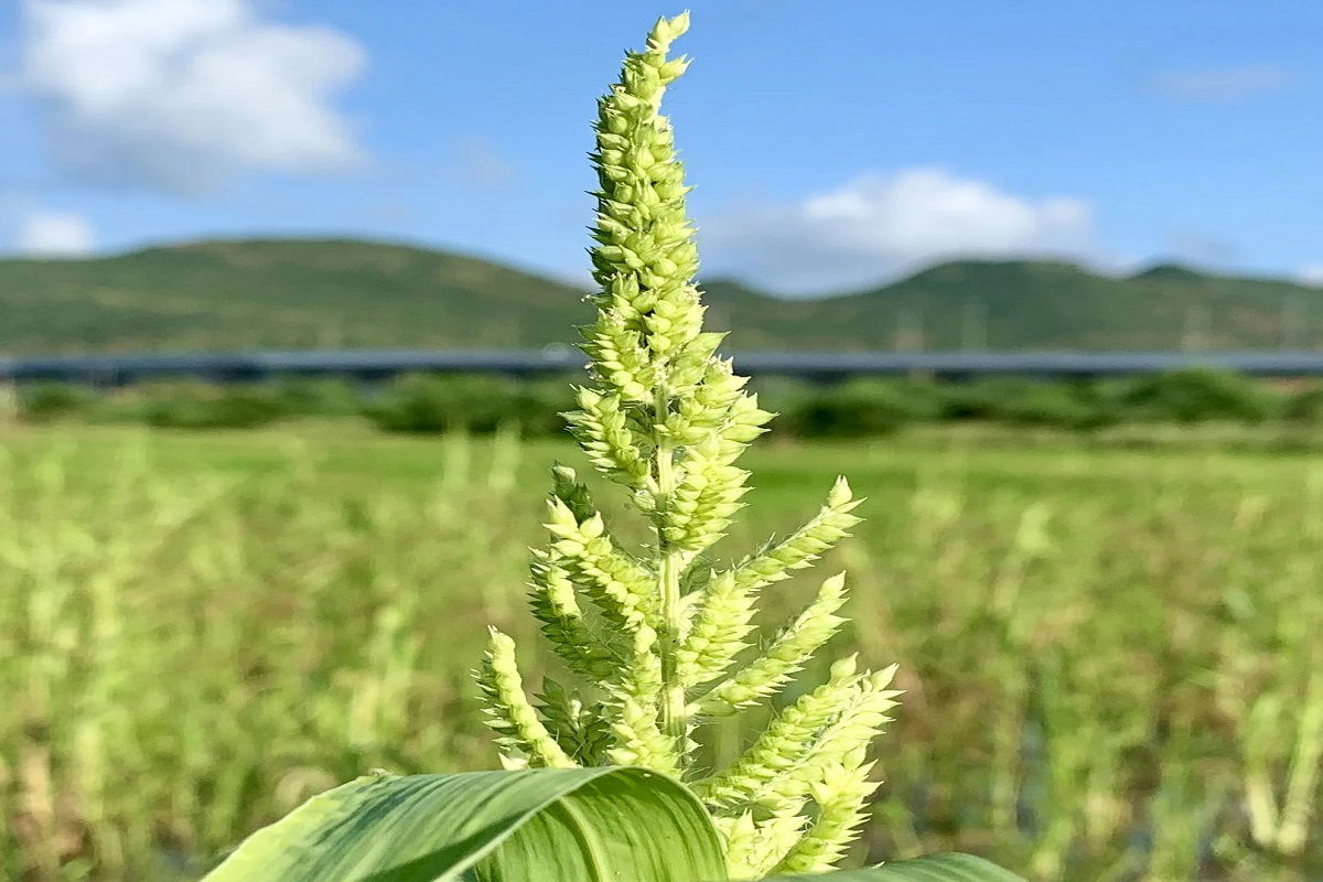 Cultivation Of Barnyard Millets