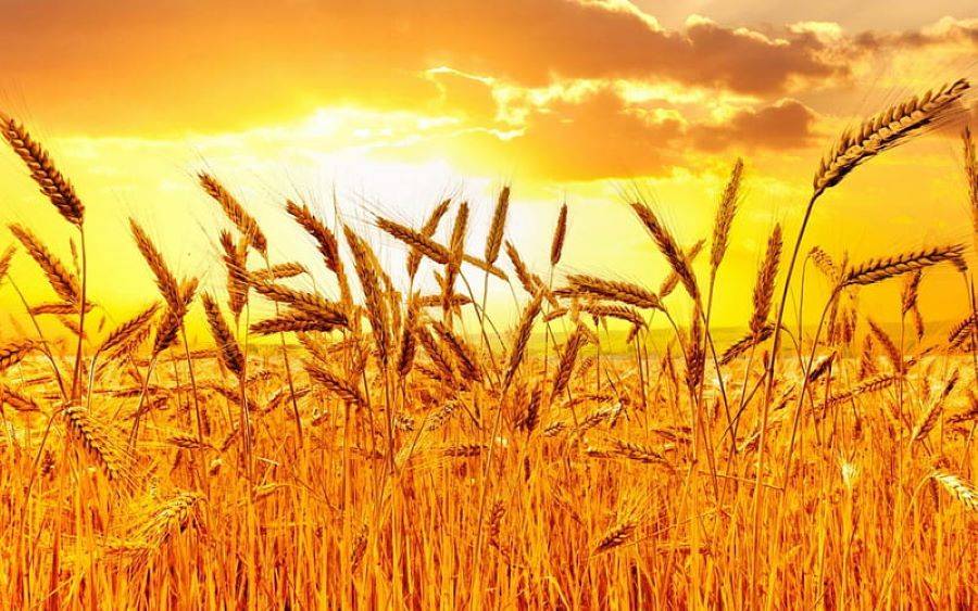 Higher temperature might lead to an adverse effect on wheat as it is approaching the reproductive growth period