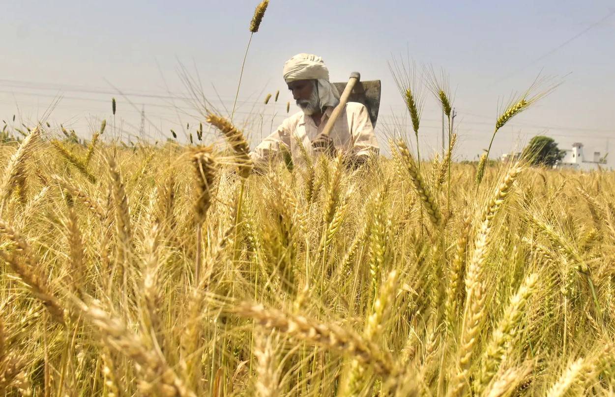 The duration of the vegetative stage in wheat can range from 60 to 150 days