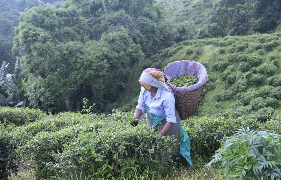The largest garden in Tripura is the Manu Valley tea estate which yields more than 15 lakhs kg per year
