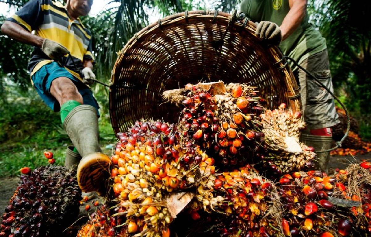 Prices of Malaysian palm oil have risen steadily and are currently trading at six-week high