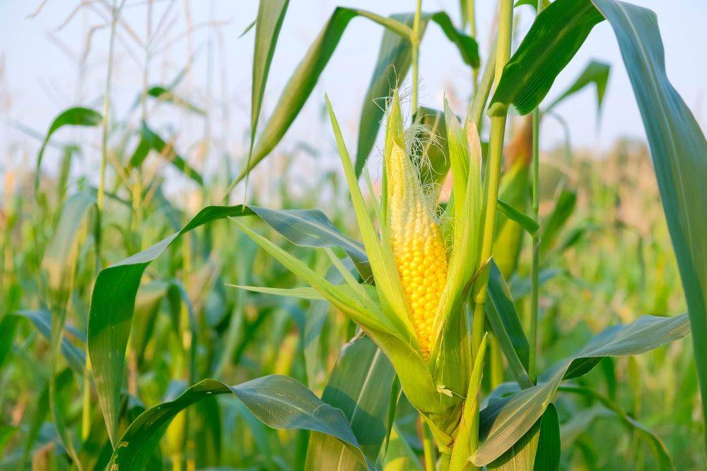 Ministry of Agriculture estimates kharif corn production at 34.61 million tonnes (mt), which has aided coarse cereal exports
