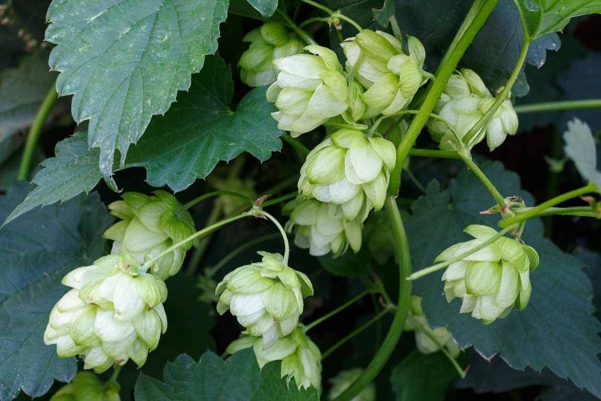 A species of flowering plant in the Cannabaceae family of hemp that is native to Europe, western Asia, and North America is called Humulus lupulus, also known as hop shoots or hops