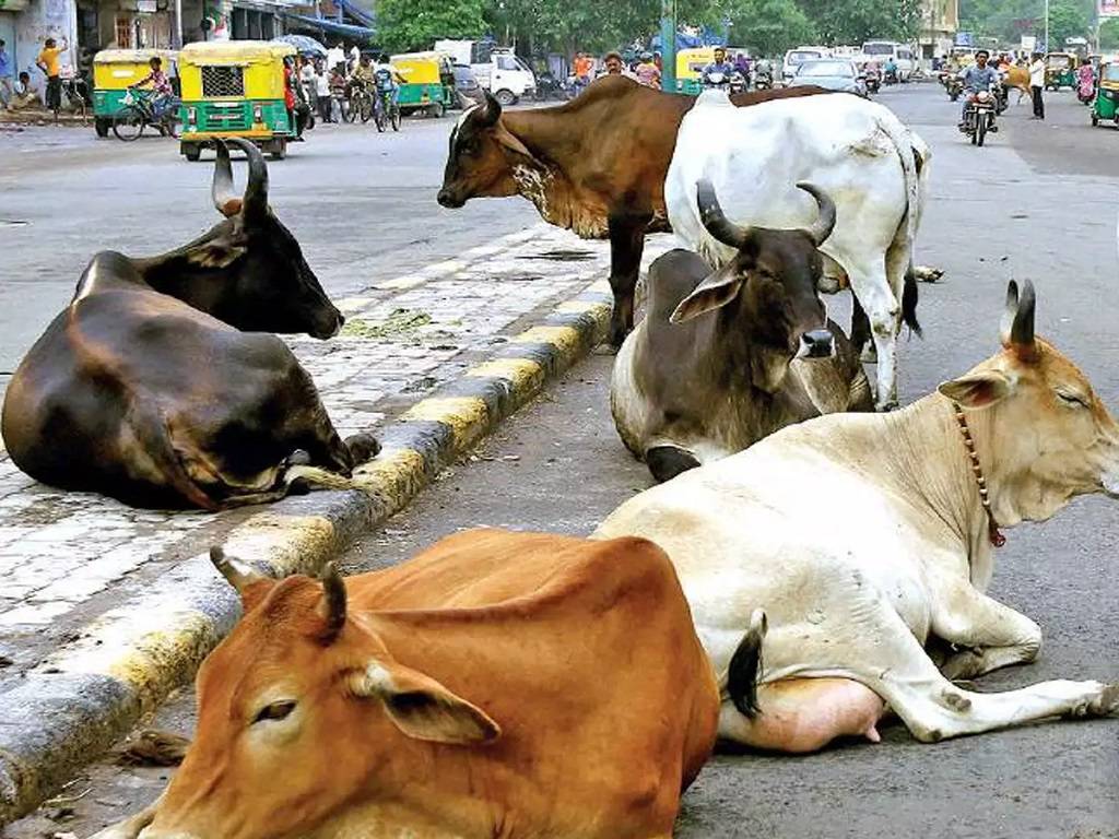 Municipal Corporation of Delhi Impounds Over 1,000 Stray Cattles, Seals 16 Illegal Dairies in Crackdown