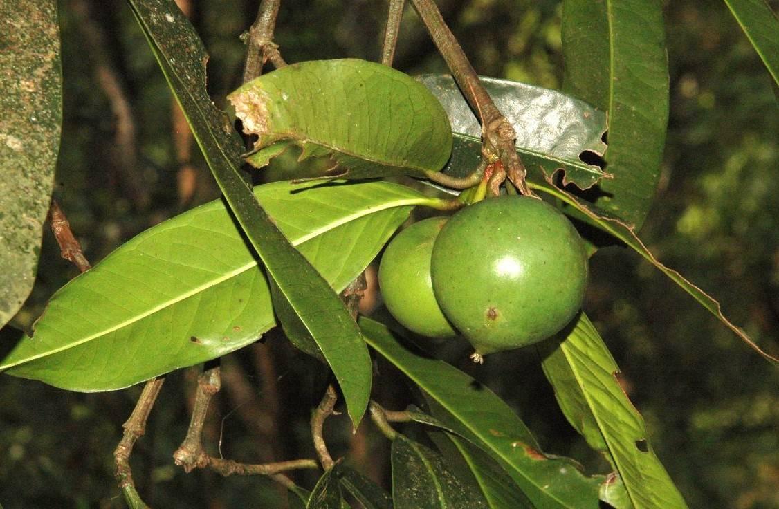 The potential for this medicinal plant to prevent heart diseases was investigated by researchers at Institute of Advanced Study in Science and Technology (IASST)