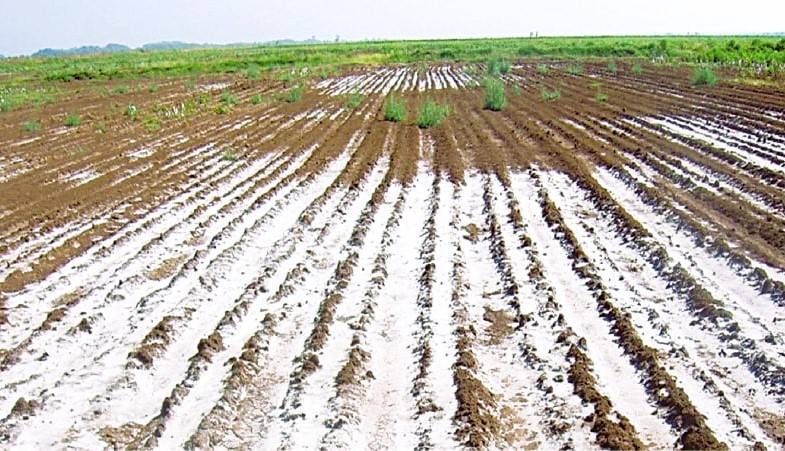 Salinity has an impact on crop, pasture, and tree production by interfering with nitrogen uptake, reducing growth, and halting plant reproduction.