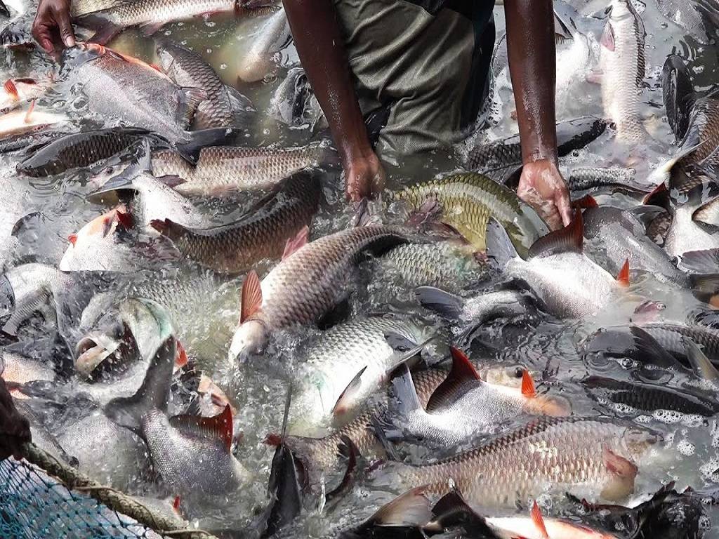 Agricultural development office implementing a "fish mission" program since 2007-2008, providing subsidies and technical assistance to attract farmers.