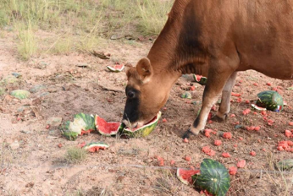 Want to Increase Your Cow's Milk Production? Try Feeding it Watermelons