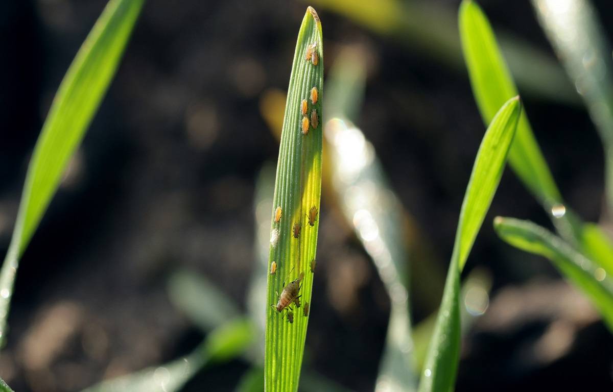 Increasing temperatures can make wheat more vulnerable to aphid attack