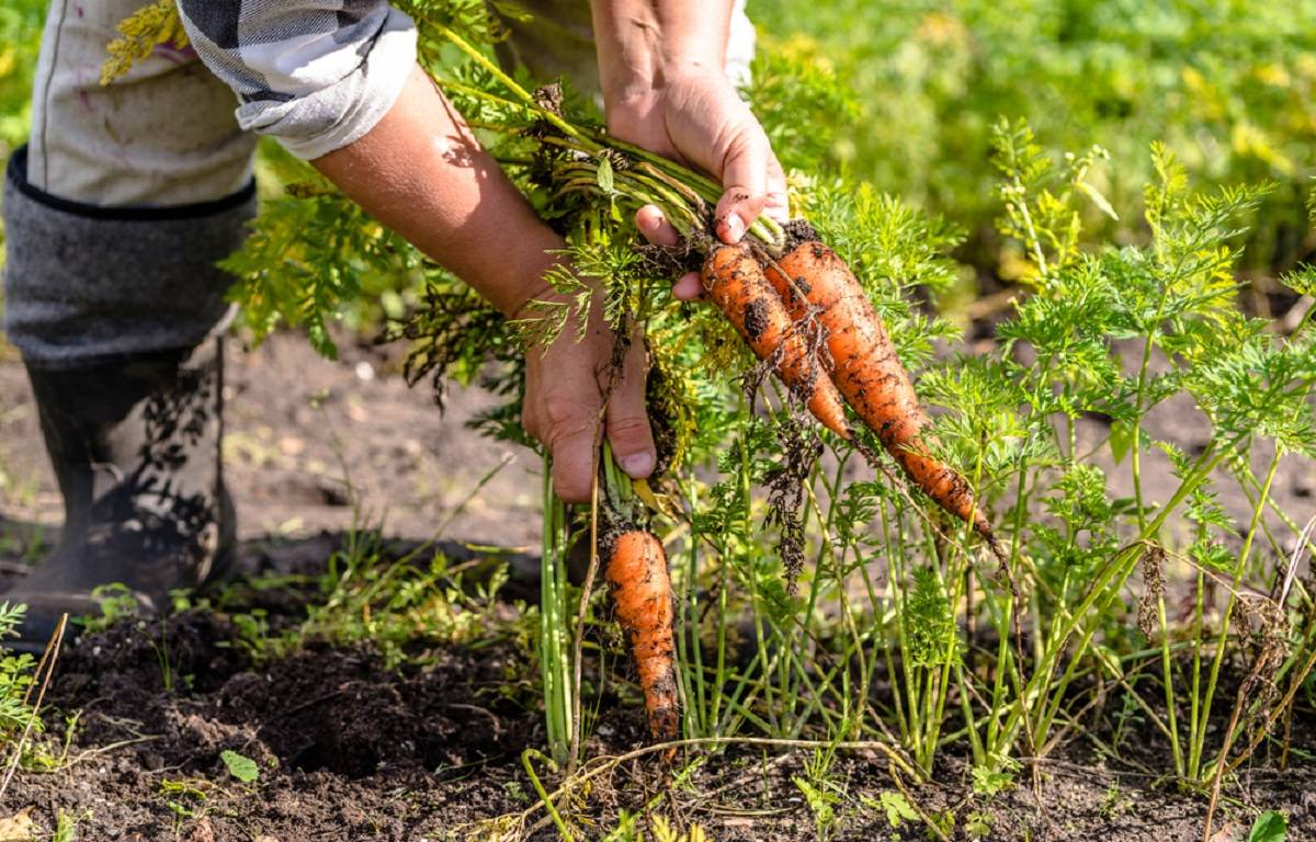 Germany witnessed 19% decrease in carrot harvest volume