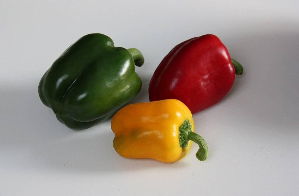 Capsicum