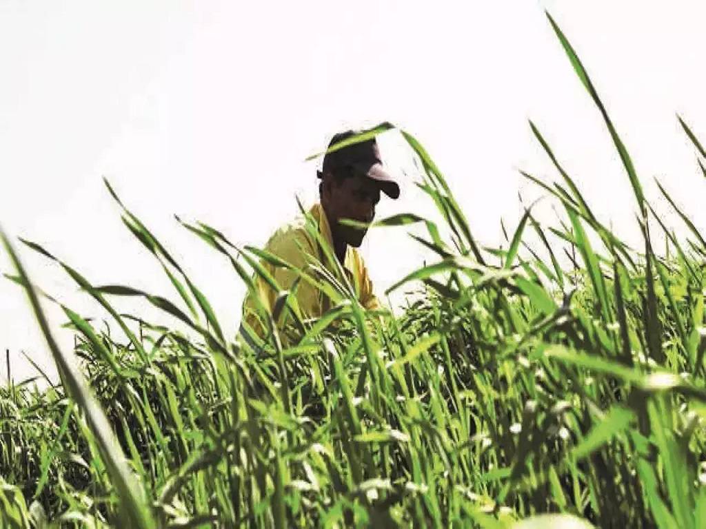 Scientists from the IIWBR have advised wheat growers to apply light irrigation at regular intervals to maintain moisture in the roots of the crop.