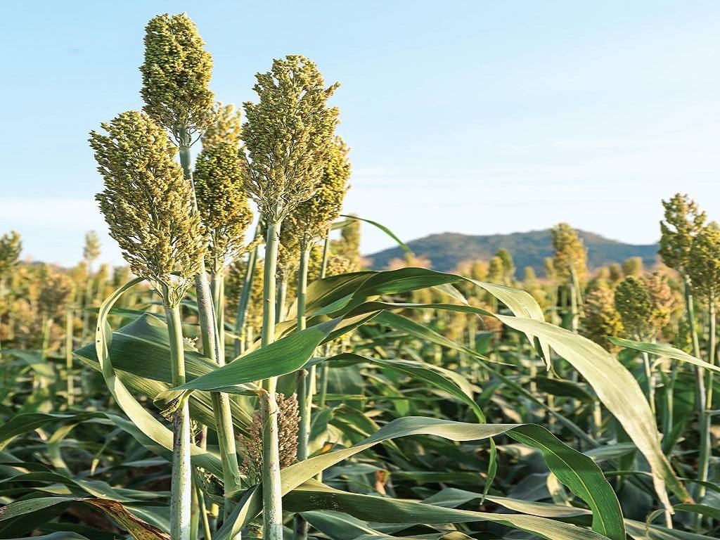 Finger millet, pearl millet, and sorghum are primary staple crops in drylands, and their production dates back more than 5,000 years.
