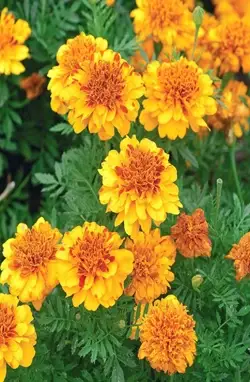 How to Care for Marigold Plants? A Brief Guide