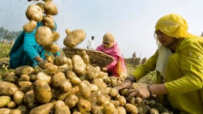 Government has also begun a project to produce potato seeds in order to reduce reliance on imports from Punjab