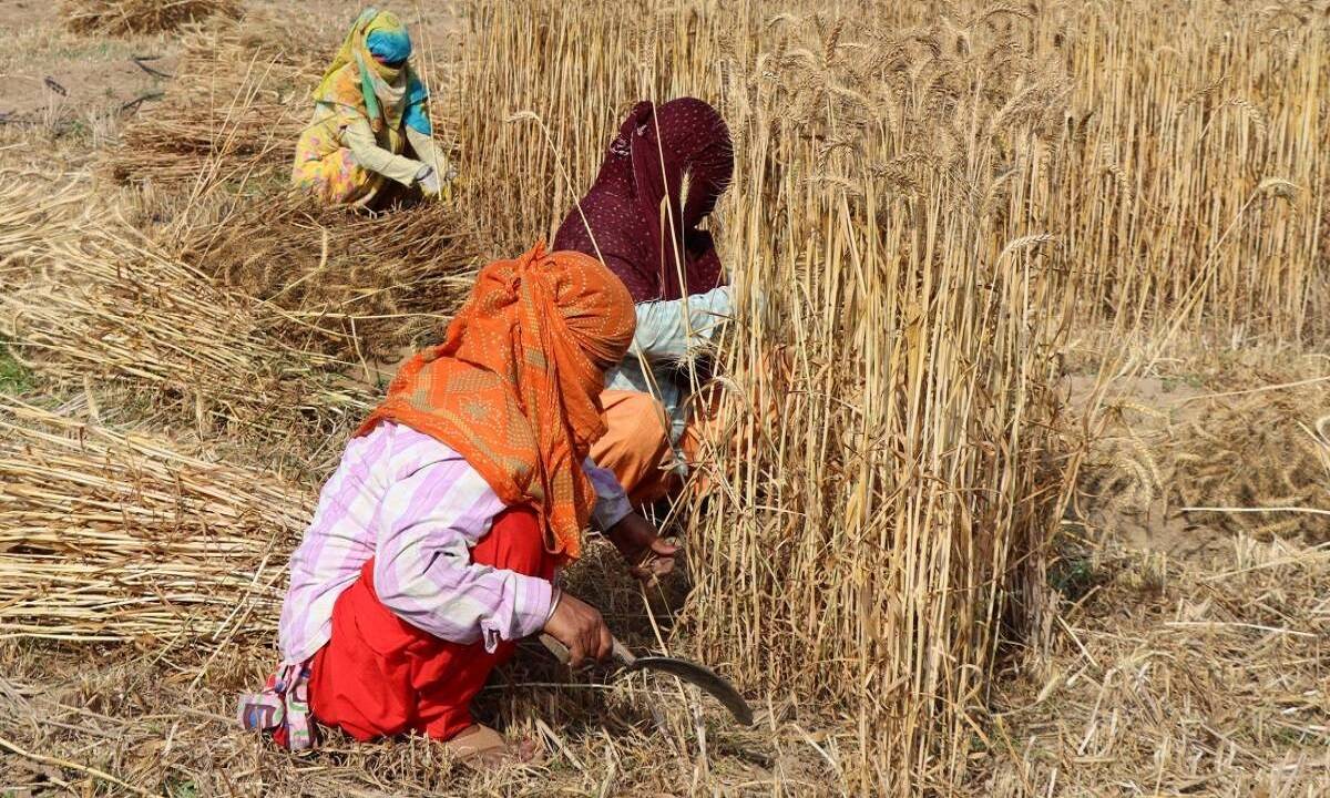 Wheat yields will definitely be decreased by the heatwaves but according to the official