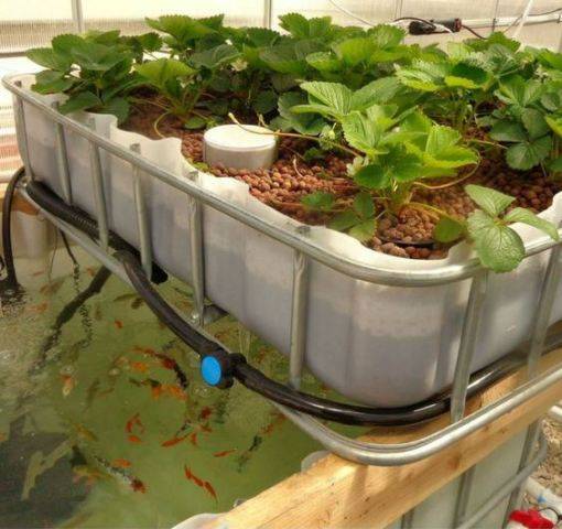 Hydroponics Vs Aquaponics