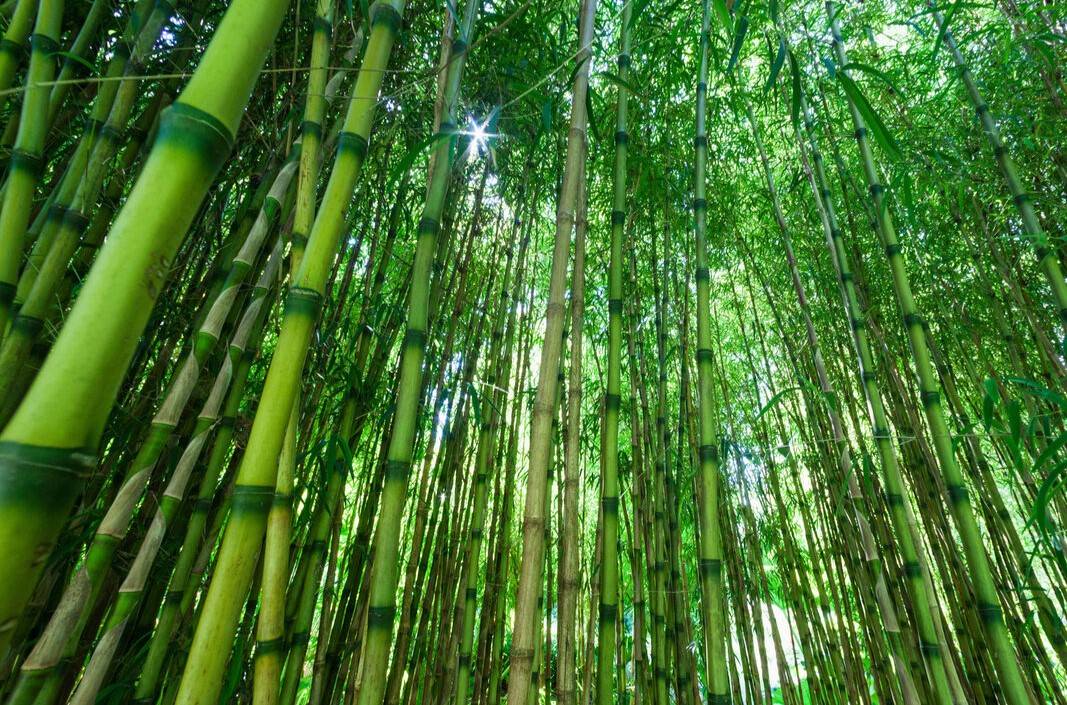 Bamboo crash barrier has been named "Bahu Balli"